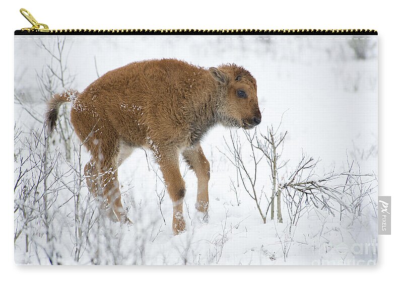Bison Zip Pouch featuring the photograph Playing in the snow by Deby Dixon