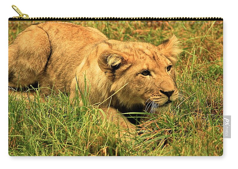 Lion Zip Pouch featuring the photograph Playing with the Siblings by Laddie Halupa