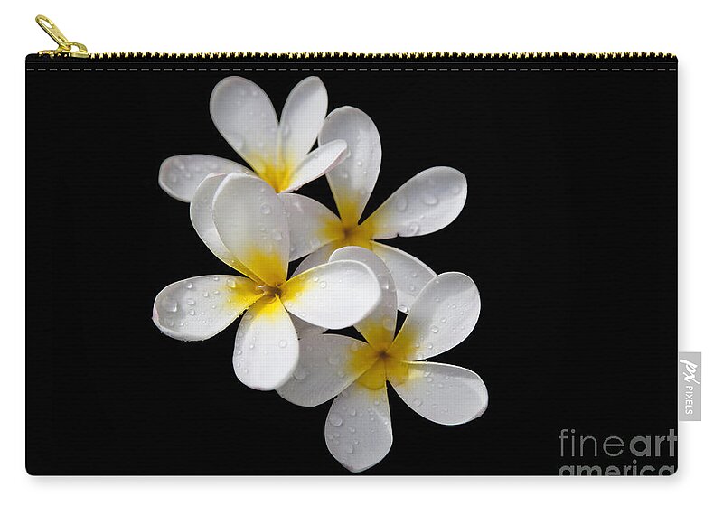 Plumeria Zip Pouch featuring the photograph Plumerias isolated on black background by David Millenheft