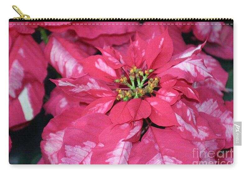 Poinsettia Zip Pouch featuring the photograph Poinsettia Passion by Living Color Photography Lorraine Lynch