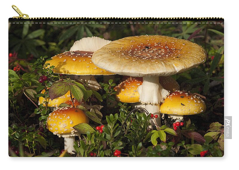 530802 Zip Pouch featuring the photograph Poisonous Fly Agaric Mushrooms Yukon by Michael Quinton