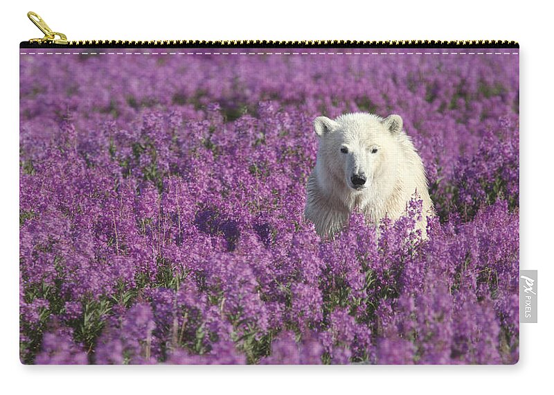 535879 Zip Pouch featuring the photograph Polar Bear Amid Fireweed Hudson Bay by Matthias Breiter