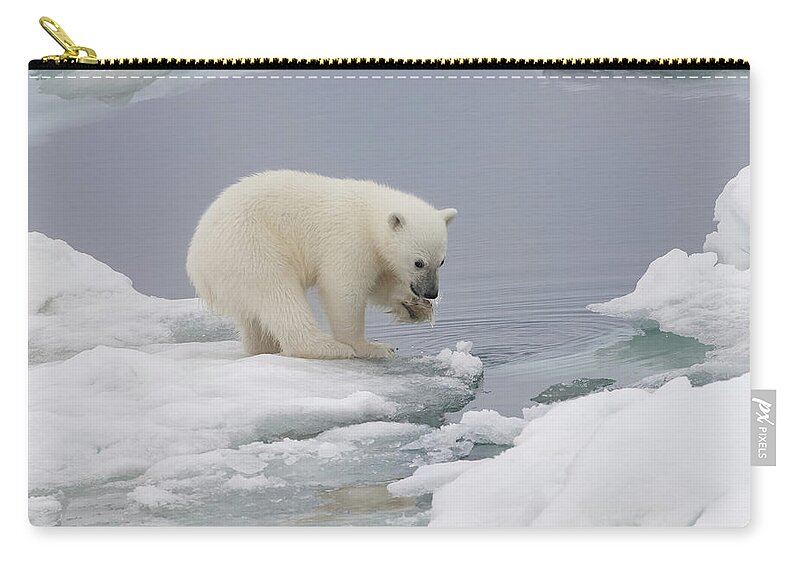 Bear Cub Zip Pouch featuring the photograph Polar Bear Cub Ursus Maritimus Playing by Gabrielle Therin-weise