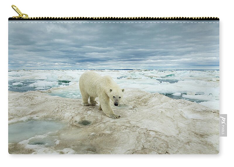Extreme Terrain Zip Pouch featuring the photograph Polar Bear On Hudson Bay Sea Ice, Canada by Paul Souders