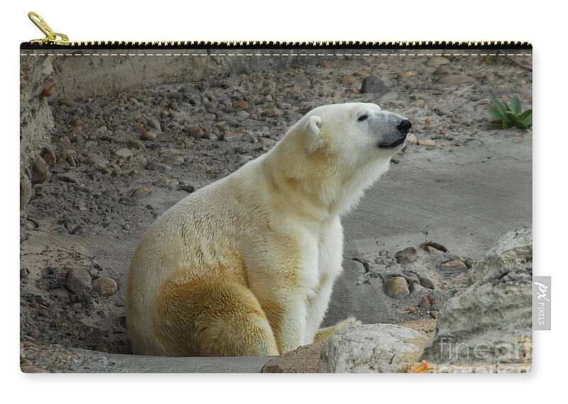 Polar Bear Zip Pouch featuring the photograph Polarized by Anthony Wilkening