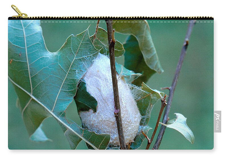 Animal Zip Pouch featuring the photograph Polyphemus Moth Cocoon by Steve E. Ross