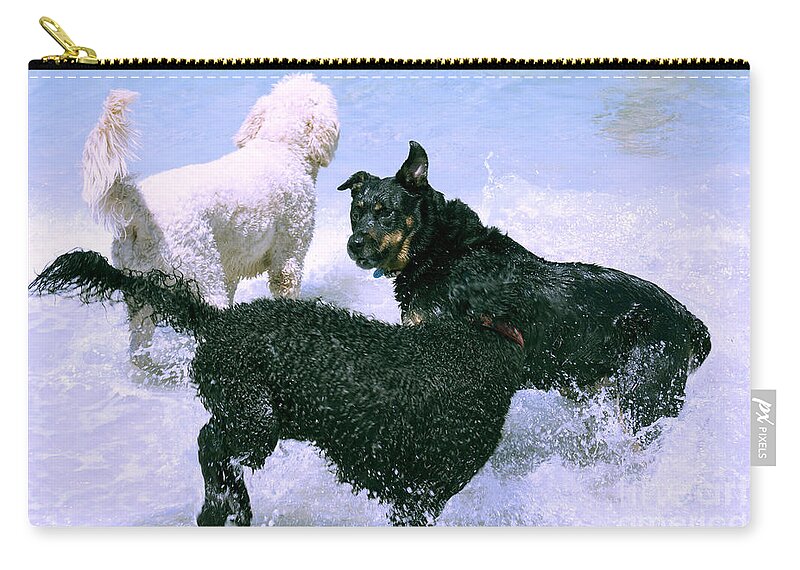 Poodle Zip Pouch featuring the photograph Pooch Play by Cassandra Buckley