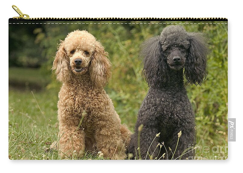 Poodle Carry-all Pouch featuring the photograph Poodle Dogs by Jean-Michel Labat
