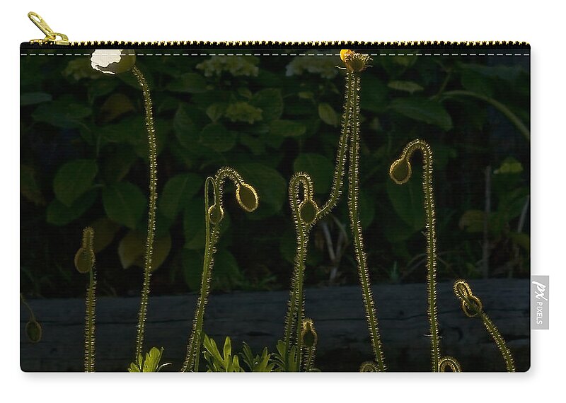 Poppies Zip Pouch featuring the photograph Poppies Backlit by Anthony Davey