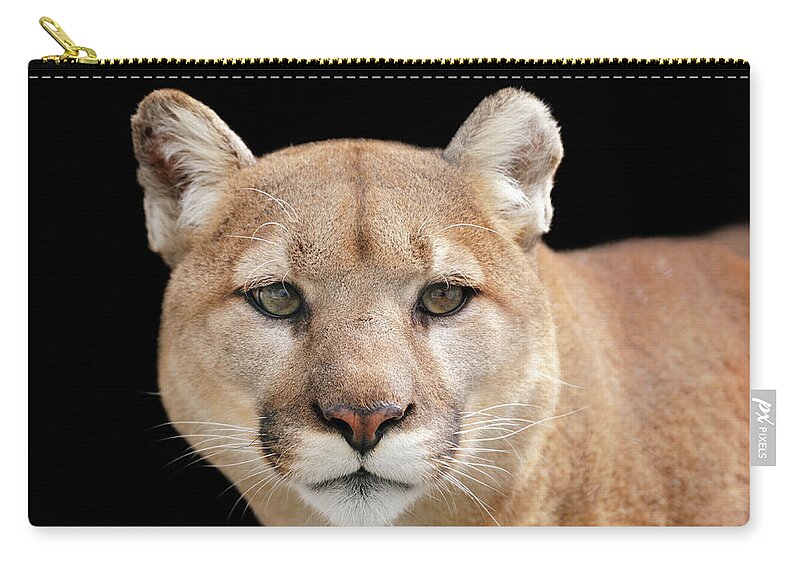 Big Cat Zip Pouch featuring the photograph Portrait Of A Puma Looking Beyond The by Freder