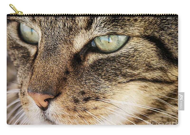 Feline Zip Pouch featuring the photograph Portrait Of A Tabby Cat by Peggy Hughes