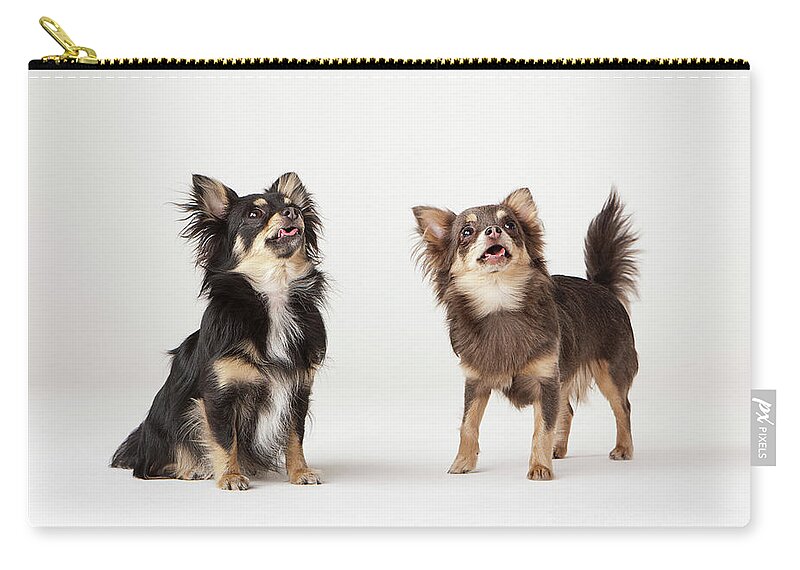 Pets Zip Pouch featuring the photograph Portrait Of Two Chihuahuas by Compassionate Eye Foundation/david Leahy