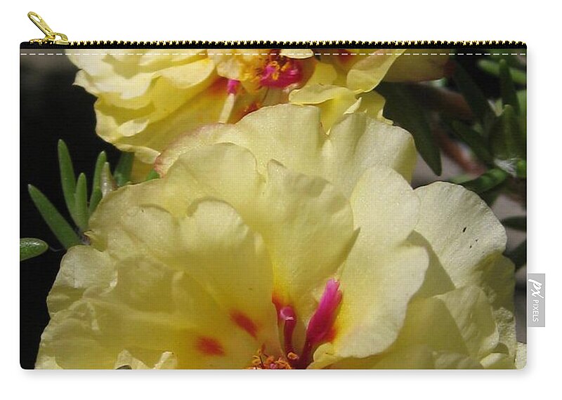 Mccombie Zip Pouch featuring the photograph Portulaca named Happy Hour Banana by J McCombie