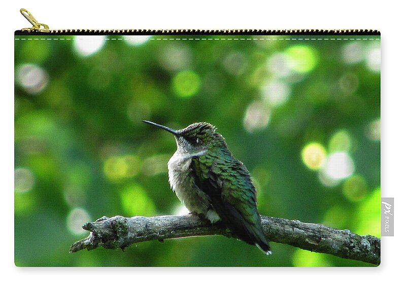 Hummingbird Zip Pouch featuring the photograph Posing Ruby Throat by Kimberly Mackowski