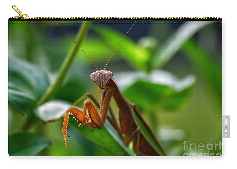 Animals Zip Pouch featuring the photograph Praying Mantis by Thomas Woolworth