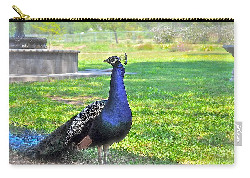 Peacock Zip Pouch featuring the photograph Pretty Peacock by Bridgette Gomes