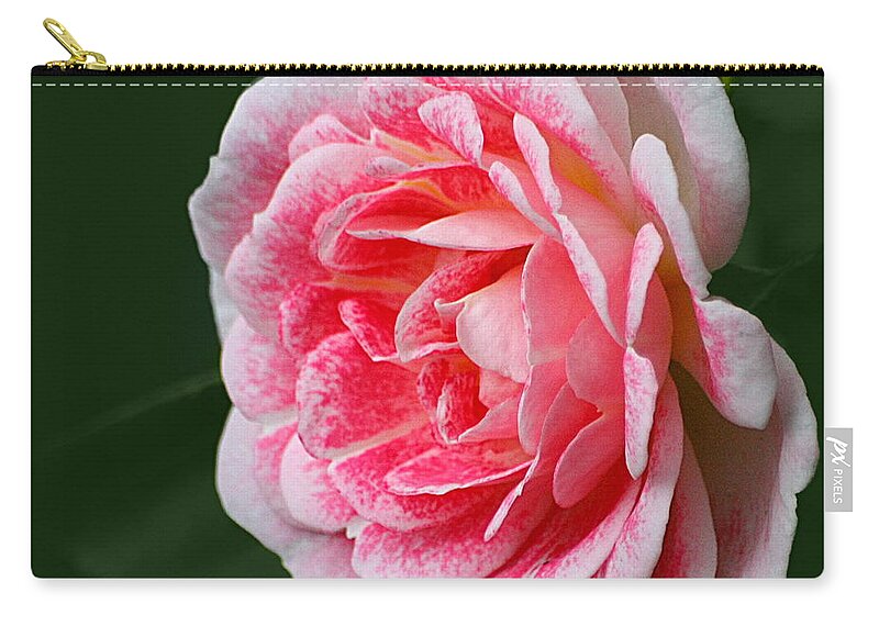 Rose Zip Pouch featuring the photograph Pretty Pink Rose by Jeremy Hayden