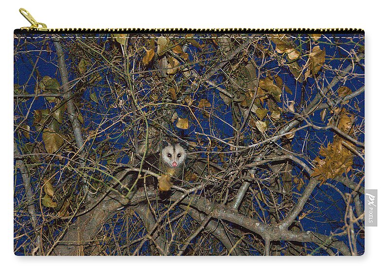 Opossum Photographs Zip Pouch featuring the photograph Pretty Pretty Possum IV by Vernis Maxwell