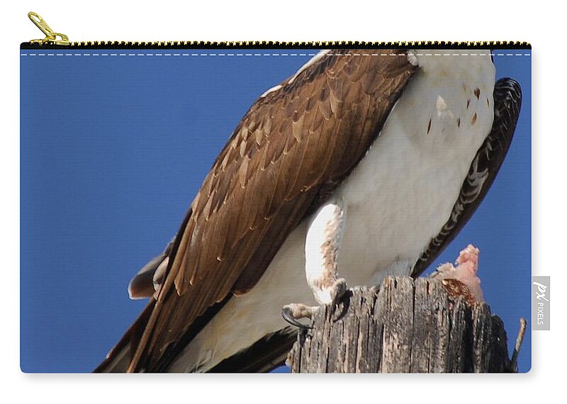 Blue Sky Zip Pouch featuring the photograph Prey for the Osprey by Quinn Sedam