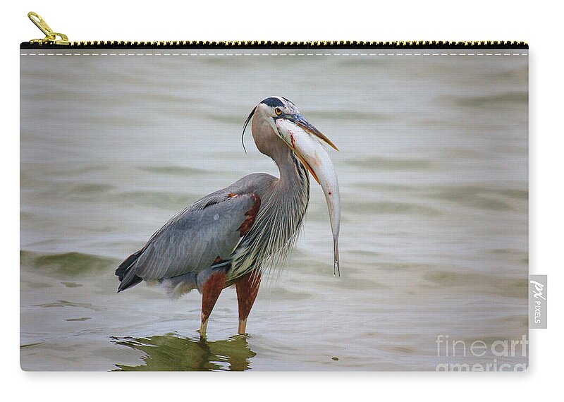 Great Blue Heron Zip Pouch featuring the photograph Prize Catch by Barbara Bowen