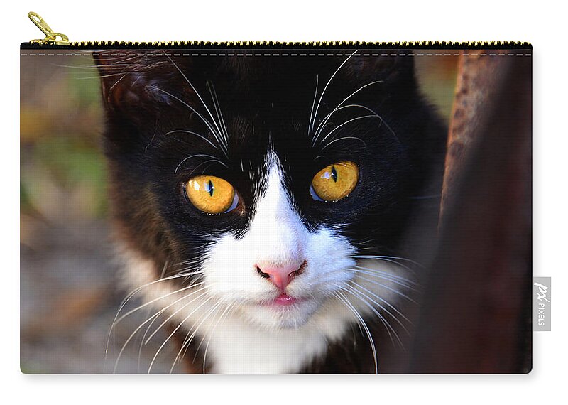 Proud Zip Pouch featuring the photograph Proud Cat by David Lee Thompson