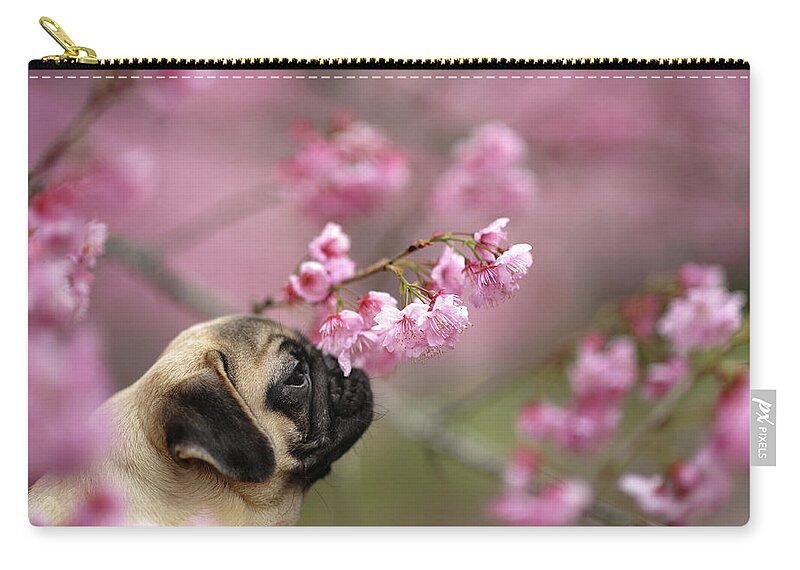 Pets Zip Pouch featuring the photograph Pug With Sakura by All Photos Taken By Donfer Lu