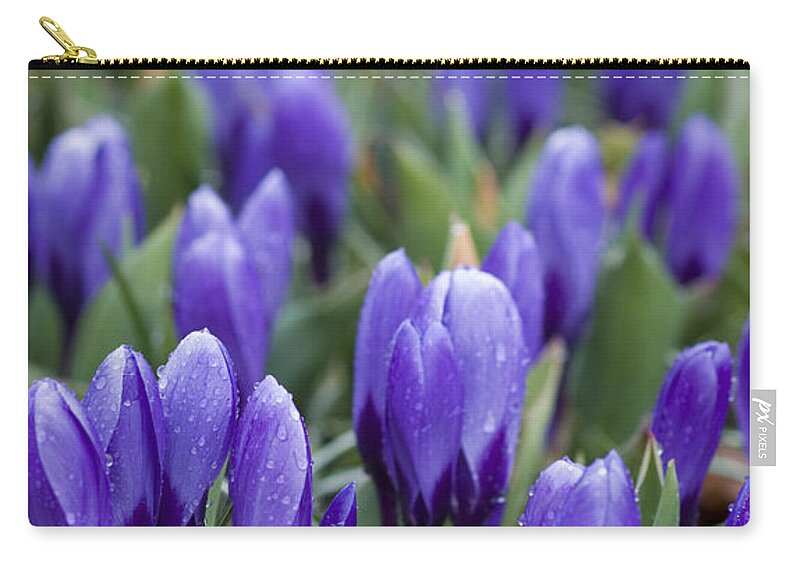 Botany Zip Pouch featuring the photograph Purple Crocuses by Juli Scalzi
