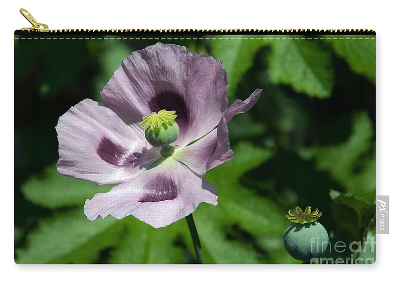 Poppy Zip Pouch featuring the photograph Purple Poppy by Rob Hawkins
