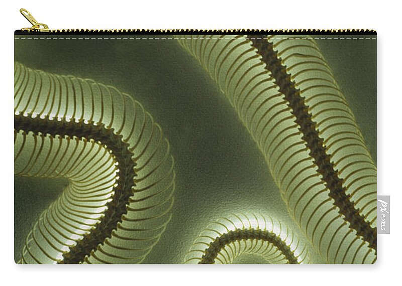 Python Skeleton Zip Pouch featuring the photograph Python Skeleton by Gregory G. Dimijian, M.D.