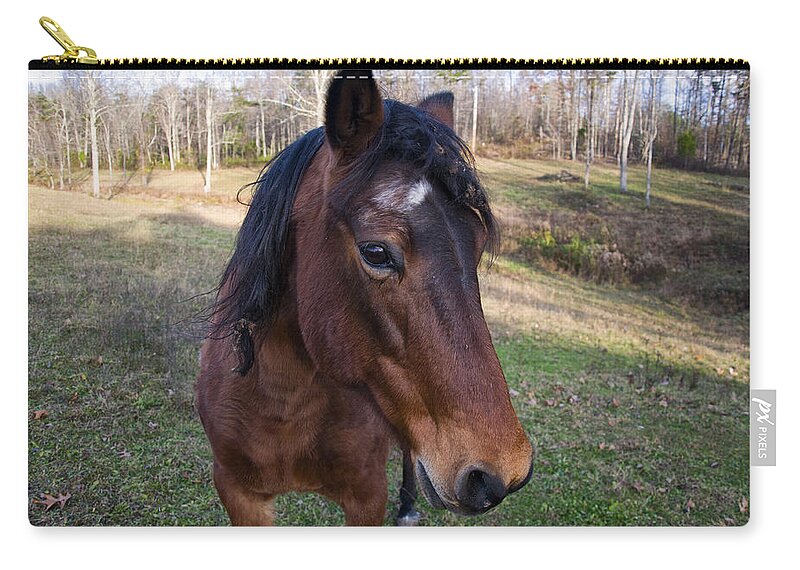 Horse Zip Pouch featuring the photograph Quarter Horse close up by Flees Photos