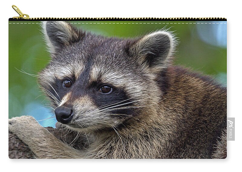Raccoon Zip Pouch featuring the photograph Raccoon by Jerry Gammon