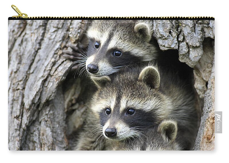 Flpa Zip Pouch featuring the photograph Raccoon Trio At Den Minnesota by Jurgen and Christine Sohns