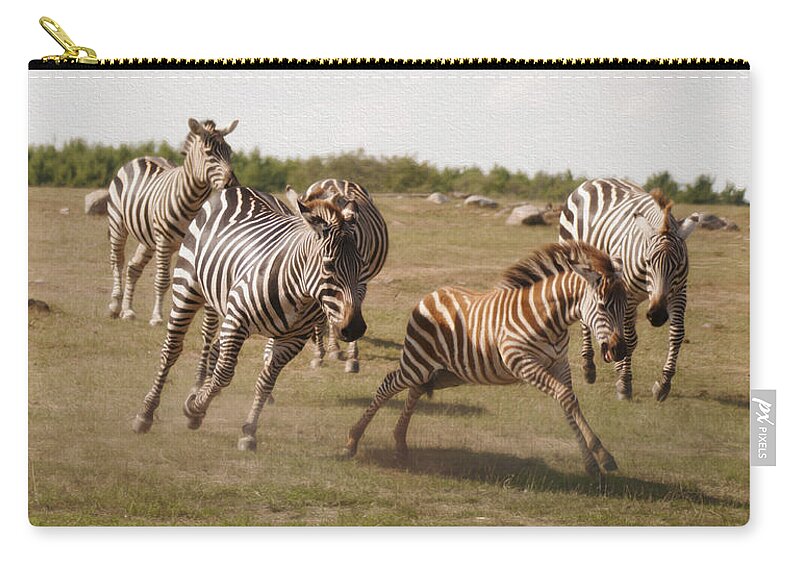 Racing Zebras Zip Pouch featuring the photograph Racing Zebras 1 in color by Tracy Winter
