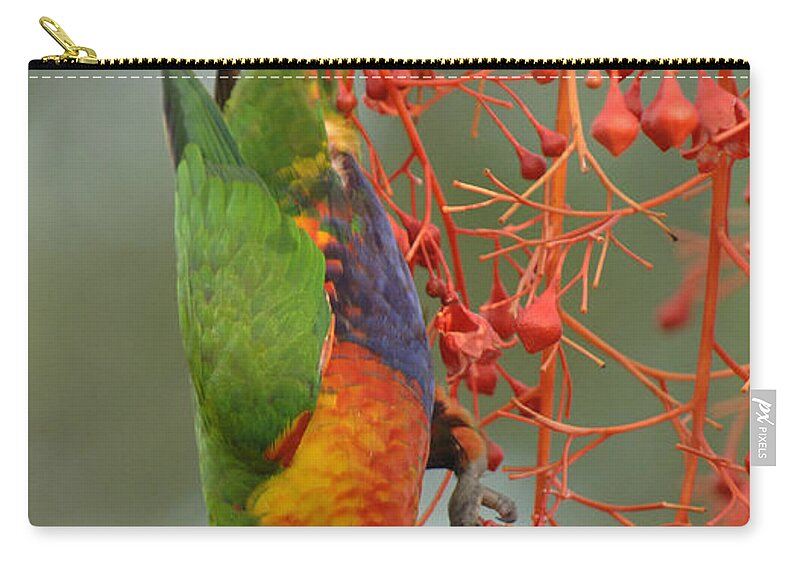 Birds Zip Pouch featuring the photograph Rainbow Lorikeet by Bob Christopher