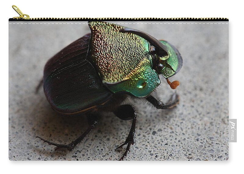 Rainbow Scarab Carry-all Pouch featuring the photograph Rainbow Scarab Phanaeus vindex A Dung Beetle by Daniel Reed