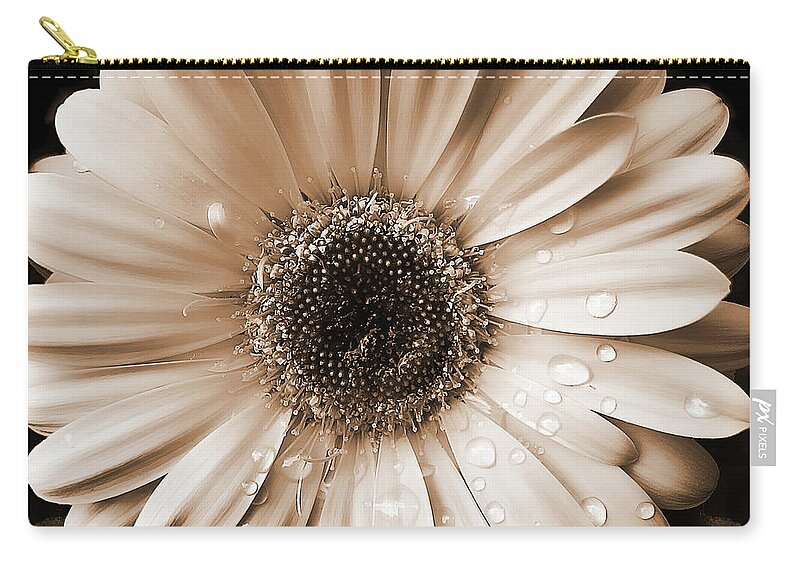 Daisy Zip Pouch featuring the photograph Raindrops on Gerber Daisy Sepia by Jennie Marie Schell