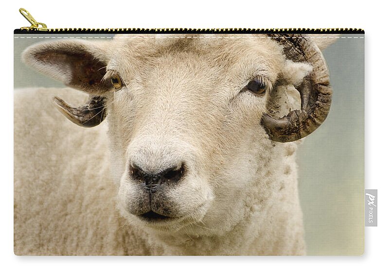 Animal Zip Pouch featuring the photograph Ram by Linsey Williams