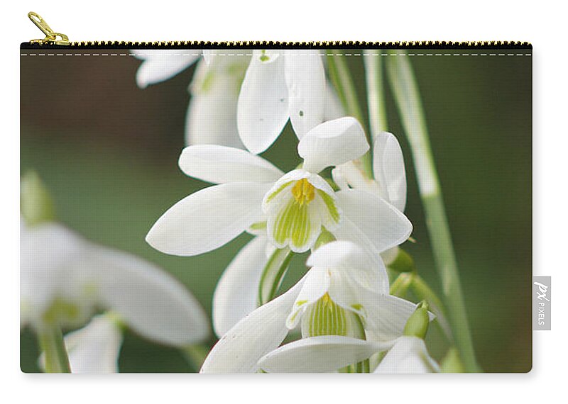 Snowdrops Zip Pouch featuring the photograph Ready for Spring by Marilyn Wilson