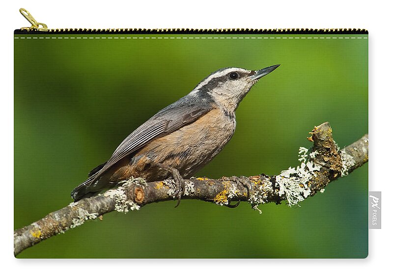 Animal Carry-all Pouch featuring the photograph Red Breasted Nuthatch in a Tree by Jeff Goulden