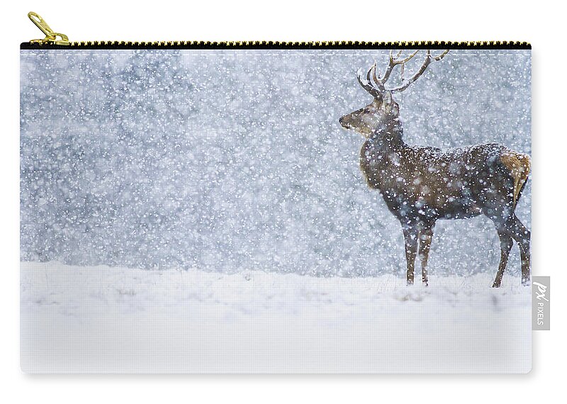 Nis Zip Pouch featuring the photograph Red Deer Stag In Snowfall Derbyshire Uk by James Shooter