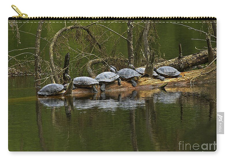 Red-eared Slider Turtles Zip Pouch featuring the photograph Red-eared Slider Turtles by Sharon Talson