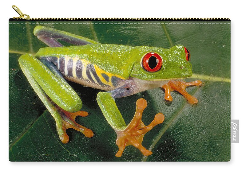 A Callidryas Zip Pouch featuring the photograph Red Eyed Tree Frog by Paul Zahl