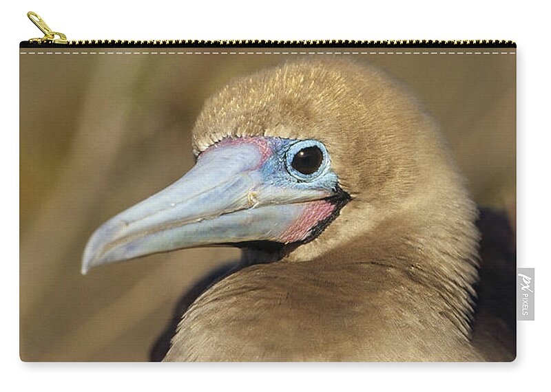 Feb0514 Zip Pouch featuring the photograph Red-footed Booby Incubating Eggs by Tui De Roy