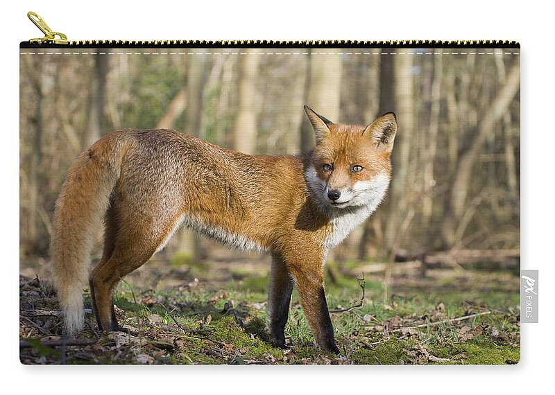 Flpa Zip Pouch featuring the photograph Red Fox In Woodland England by Elliott Neep
