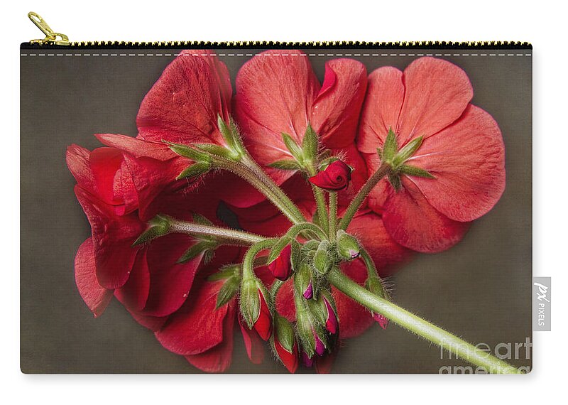 Red Geranium Zip Pouch featuring the photograph Red Geranium In Progress by James BO Insogna