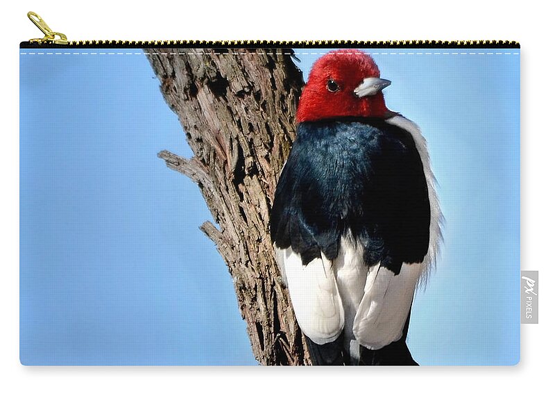 Nature Zip Pouch featuring the photograph Red-headed Woodpecker by Nava Thompson