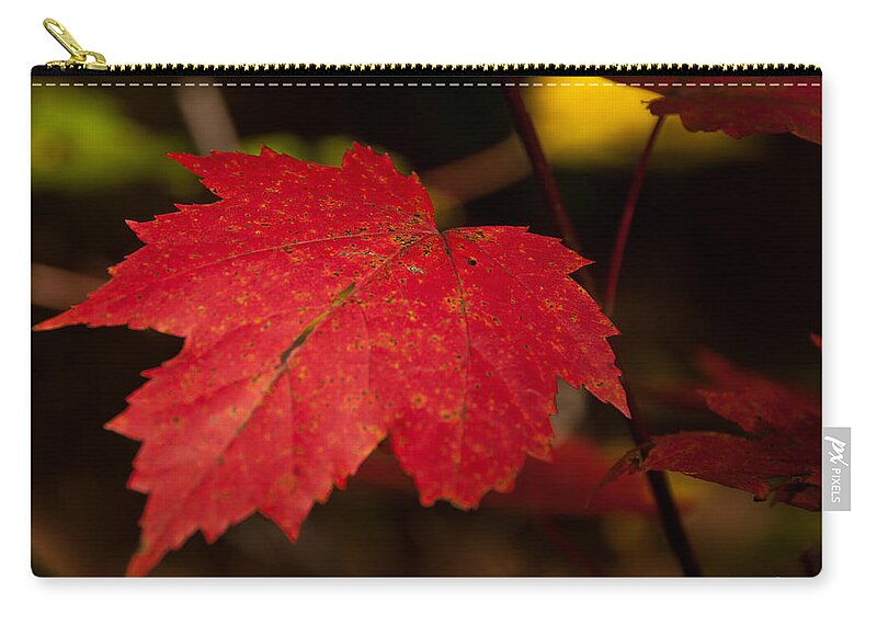 Fall Foliage Zip Pouch featuring the photograph Red Maple Leaf in Fall by Brenda Jacobs