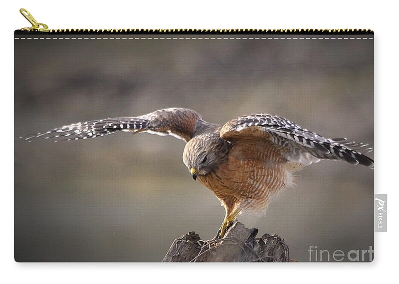 Nature Zip Pouch featuring the photograph Red Shouldered Hawk Dive by Nava Thompson