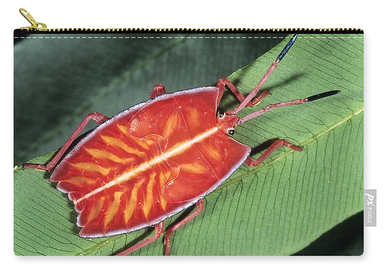 Feb0514 Zip Pouch featuring the photograph Red Stink Bug Sabah Borneo by Konrad Wothe
