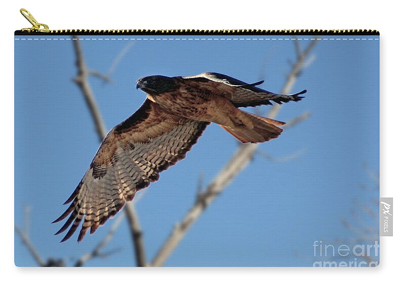 Colorado Zip Pouch featuring the photograph Red Tail Hawk II by Bob Hislop
